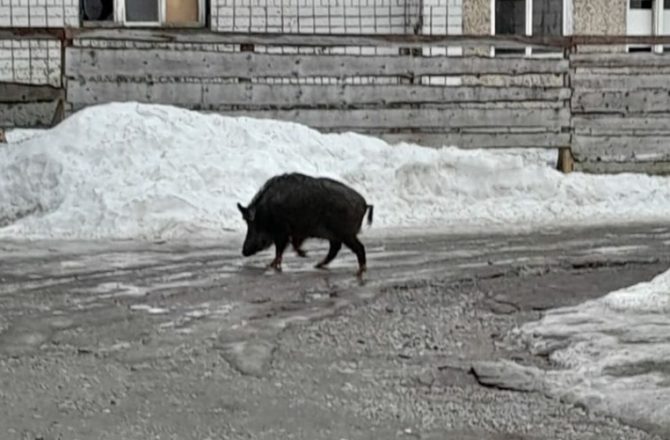 Гуляющего по Березникам кабана вернули домой