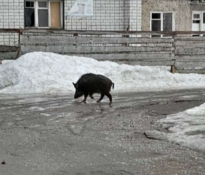 Гуляющего по Березникам кабана вернули домой