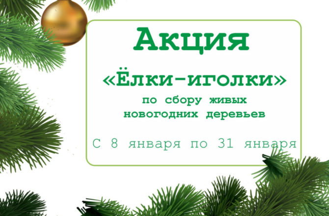 Прикамцев призывают новогодние елки после праздников сдавать в специальные пункты для дальнейшей переработки