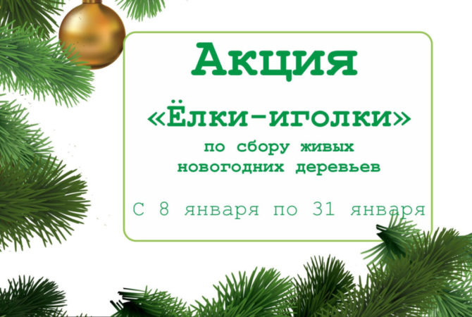 Прикамцев призывают новогодние елки после праздников сдавать в специальные пункты для дальнейшей переработки